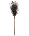 Plumeau à caresses Peacock Tickler - Taboom Plumeau à caresses Peacock Tickler - Taboom